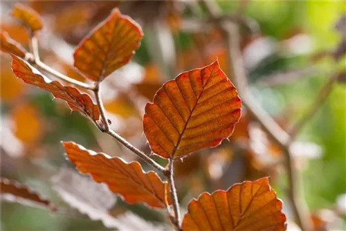 Blutbuche-Sämling - Fagus sylvatica purpurea