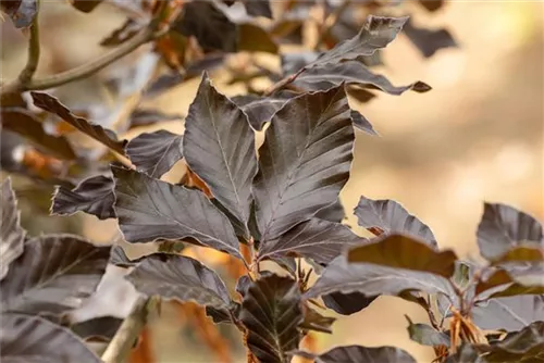 Blutbuche-Sämling - Fagus sylvatica purpurea