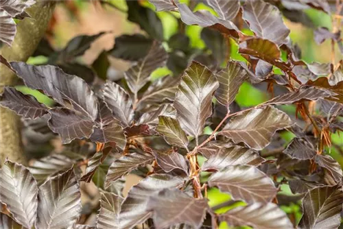 Blutbuche-Sämling - Fagus sylvatica purpurea