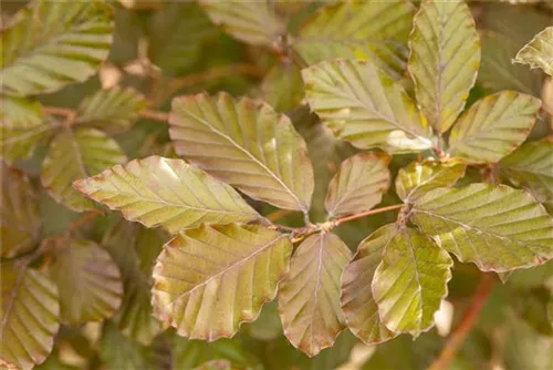 Blutbuche-Sämling - Fagus sylvatica purpurea