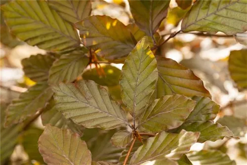 Blutbuche-Sämling - Fagus sylvatica purpurea