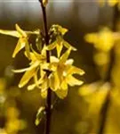 Forsythie 'Spectabilis' - Forsythia intermedia 'Spectabilis' - Wildgehölze