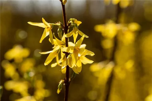 Forsythie 'Spectabilis' - Forsythia intermedia 'Spectabilis' - Wildgehölze