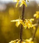 Forsythie 'Spectabilis' - Forsythia intermedia 'Spectabilis' - Wildgehölze