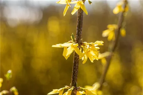 Forsythie 'Spectabilis' - Forsythia intermedia 'Spectabilis' - Wildgehölze