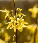 Forsythie 'Spectabilis' - Forsythia intermedia 'Spectabilis' - Wildgehölze