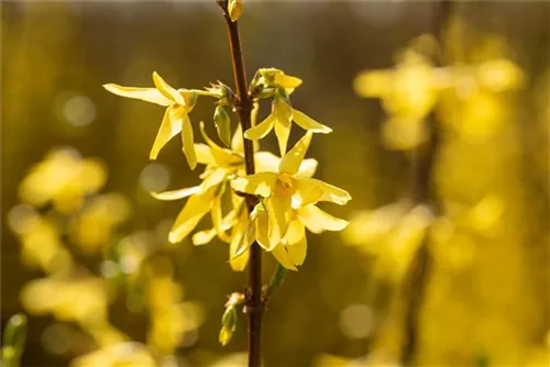 Forsythie 'Spectabilis' - Forsythia intermedia 'Spectabilis' - Wildgehölze