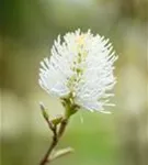 Großer Federbuschstrauch - Fothergilla major