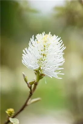 Großer Federbuschstrauch - Fothergilla major