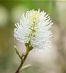 Großer Federbuschstrauch - Fothergilla major