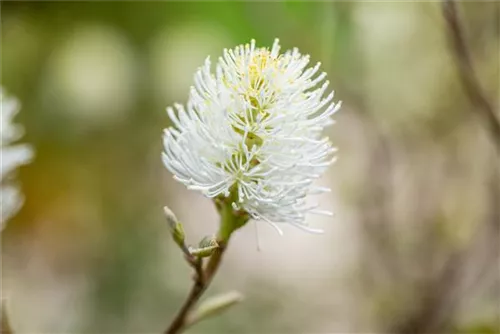 Großer Federbuschstrauch - Fothergilla major