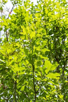 Blumenesche - Fraxinus ornus