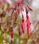 Garten-Fuchsie - Fuchsia magellanica 'Riccartonii'