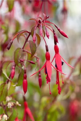 Garten-Fuchsie - Fuchsia magellanica 'Riccartonii'