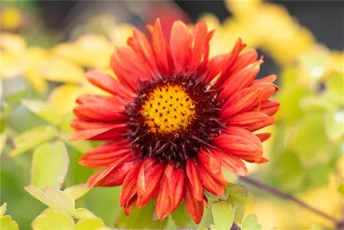 Großblumige Garten-Kokardenblume - Gaillardia x grandiflora 'Burgunder'