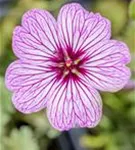 Aschgrauer Garten-Storchschnabel - Geranium cinereum 'Ballerina'