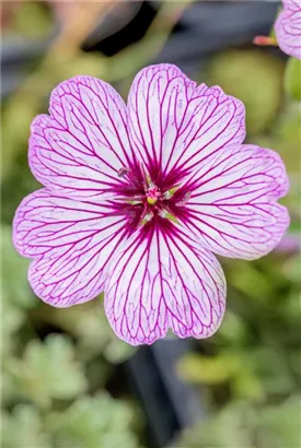 Aschgrauer Garten-Storchschnabel - Geranium cinereum 'Ballerina'