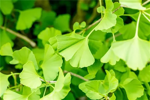 Säulen-Fächerblattbaum - Ginkgo biloba 'Fastigiata'