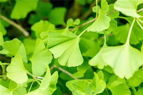 Säulen-Fächerblattbaum - Ginkgo biloba 'Fastigiata'