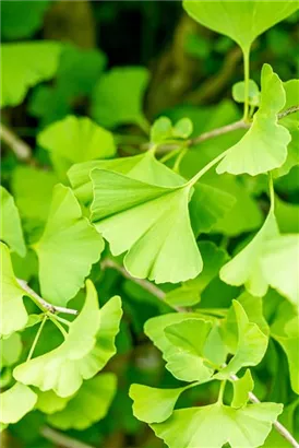 Säulen-Fächerblattbaum - Ginkgo biloba 'Fastigiata'