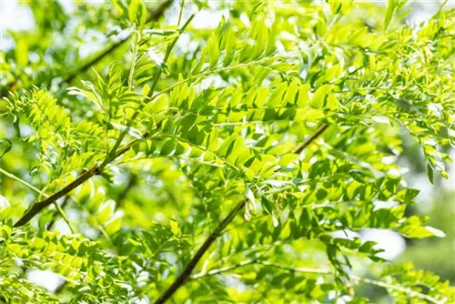 Lederhülsenbaum 'Skyline' - Gleditsia triacanthos 'Skyline'