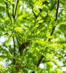 Lederhülsenbaum 'Skyline' - Gleditsia triacanthos 'Skyline'