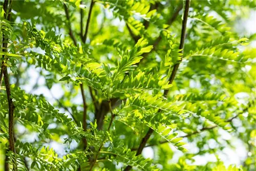 Lederhülsenbaum 'Skyline' - Gleditsia triacanthos 'Skyline'