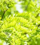 Lederhülsenbaum 'Skyline' - Gleditsia triacanthos 'Skyline'