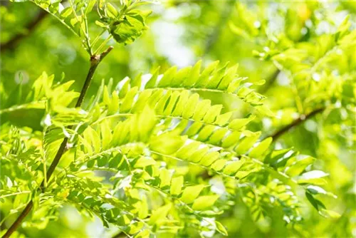 Lederhülsenbaum 'Skyline' - Gleditsia triacanthos 'Skyline'