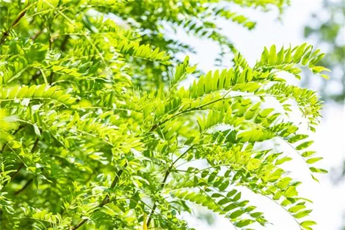 Lederhülsenbaum 'Skyline' - Gleditsia triacanthos 'Skyline'