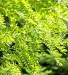 Lederhülsenbaum 'Skyline' - Gleditsia triacanthos 'Skyline'