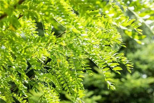 Lederhülsenbaum 'Skyline' - Gleditsia triacanthos 'Skyline'