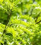 Lederhülsenbaum 'Skyline' - Gleditsia triacanthos 'Skyline'