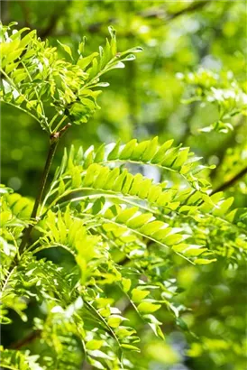 Lederhülsenbaum 'Skyline' - Gleditsia triacanthos 'Skyline'