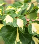 Gelbbunter Efeu - Hedera helix 'Goldheart'