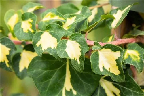 Gelbbunter Efeu - Hedera helix 'Goldheart'