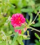 Garten-Sonnenröschen - Helianthemum x cult.'Cerise Queen'