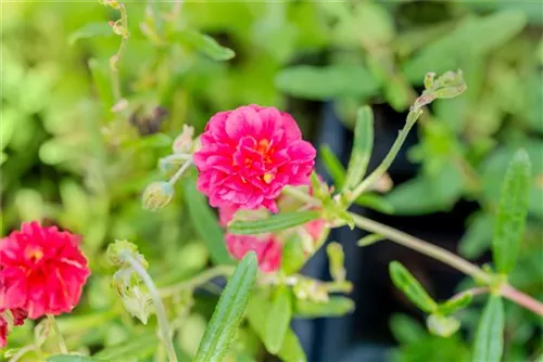 Garten-Sonnenröschen - Helianthemum x cult.'Cerise Queen'