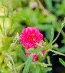 Garten-Sonnenröschen - Helianthemum x cult.'Cerise Queen'