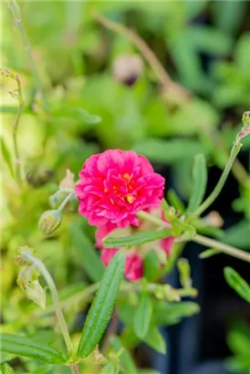 Garten-Sonnenröschen - Helianthemum x cult.'Cerise Queen'