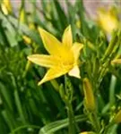 Kleine Taglilie - Hemerocallis minor