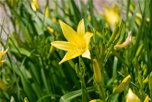 Kleine Taglilie - Hemerocallis minor