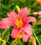 Garten-Taglilie - Hemerocallis x cult.'Pink Damask'