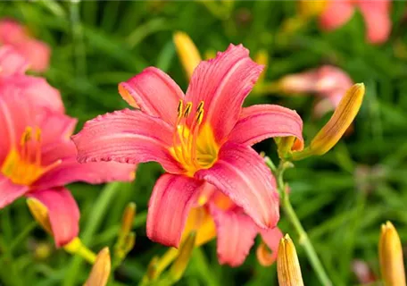 Hemerocallis x cult.'Pink Damask' - Garten-Taglilie