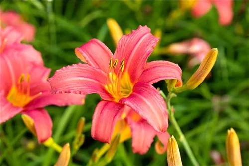 Garten-Taglilie - Hemerocallis x cult.'Pink Damask'