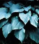 Große, blaugraue Garten-Funkie - Hosta sieboldiana 'Blue Angel'