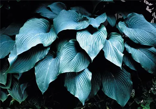 Große, blaugraue Garten-Funkie - Hosta sieboldiana 'Blue Angel'