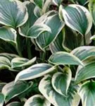 Weißrandige Garten-Funkie - Hosta sieboldiana 'Wide Brim'