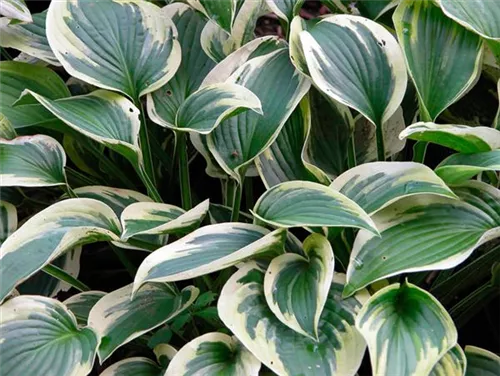 Weißrandige Garten-Funkie - Hosta sieboldiana 'Wide Brim'