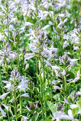 Graublättrige Weißrand-Garten-Funkie - Hosta x fortunei 'Francee'